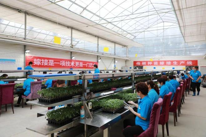 喜報(bào)！山東六家單位榮膺“全國(guó)巾幗現(xiàn)代農(nóng)業(yè)科技示范基地”，引領(lǐng)技術(shù)推廣服務(wù)新風(fēng)尚